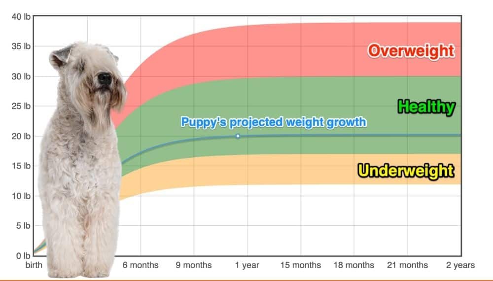 soft-coated-wheaten-terrier-weight-growth-chart-2024-how-heavy-will-my-soft-coated-wheaten